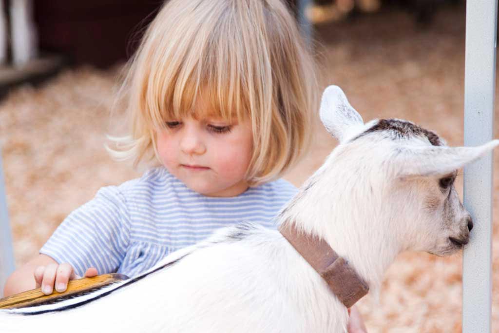 Little ones can cuddle up with the friendly goats at Beacon Hill Park’s Children’s Farm. Credit: Destination Greater Victoria