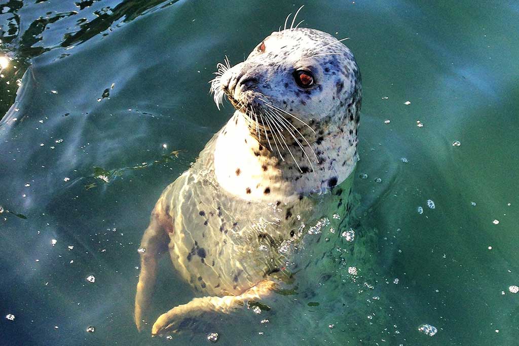 Say "hi" to the friendly harbor seals as you explore the docks of Fisherman's Wharf. Credit: Sinan Demirel