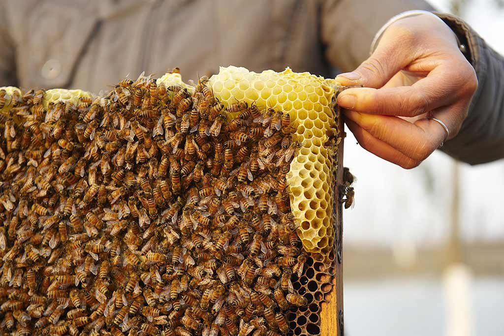Fairmont Empress beekeeping