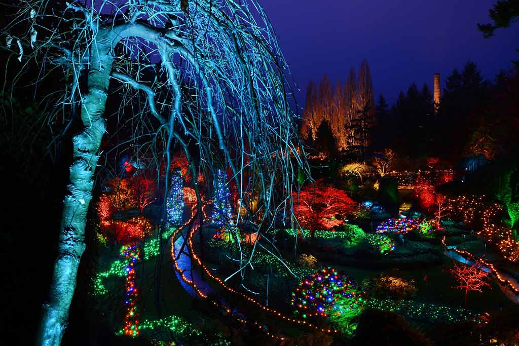 Dazzling lights in a kaleidoscope of colors add drama to the trees and shrubs in the Sunken Garden. Credit: The Butchart Gardens