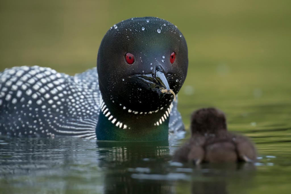 A great northern diver parent gives a snack to its eager chick. Credit: © Jess Findlay - Wildlife Photographer of the Year