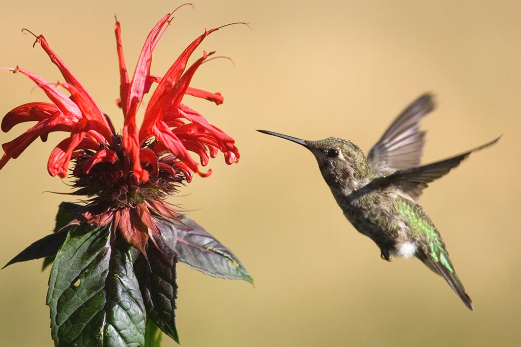 Watch as acrobatic hummingbirds dart and whirl among vibrant flowers. Credit: Destination Greater Victoria