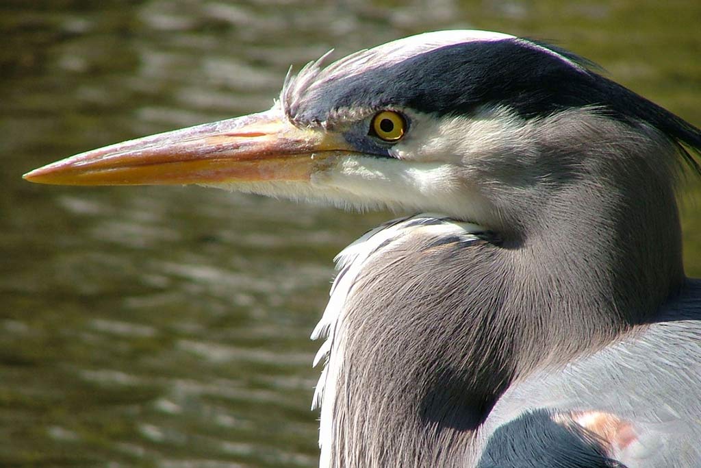 Keep your eyes to the water or the trees to spot the herons in Beacon Hill Park. Credit: Destination Greater Victoria 