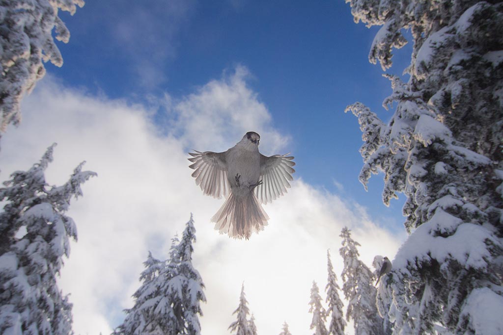 A gray jay hovers over a frosty forest. Credit: © Jess Findlay - Wildlife Photographer of the Year