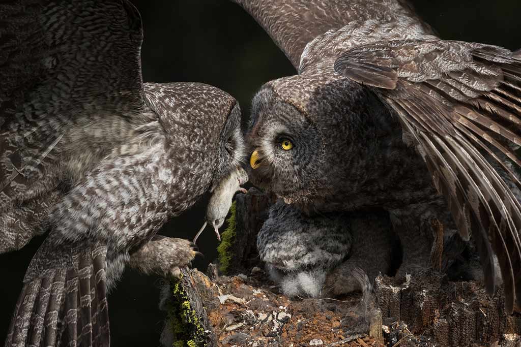A great gray owl gets a gift from her mate. Credit: © Jess Findlay - Wildlife Photographer of the Year