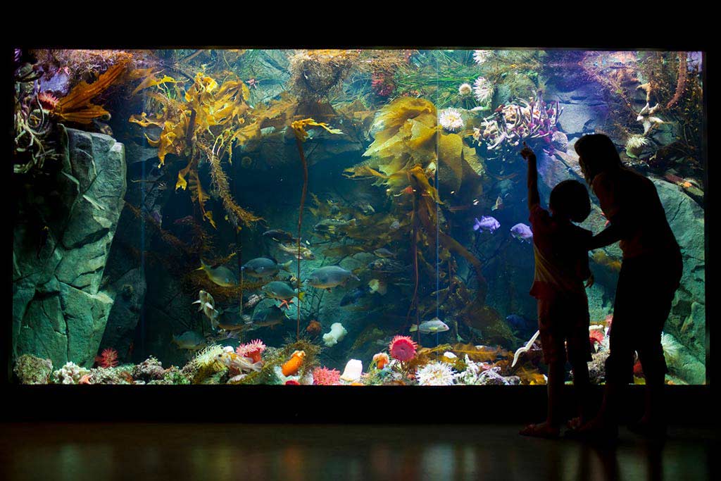 Slippery anemones and bumpy sea stars at the touch pools at the Shaw Centre for the Salish Sea will keep the kids enthused for hours. Credit: Shaw Centre for the Salish Sea