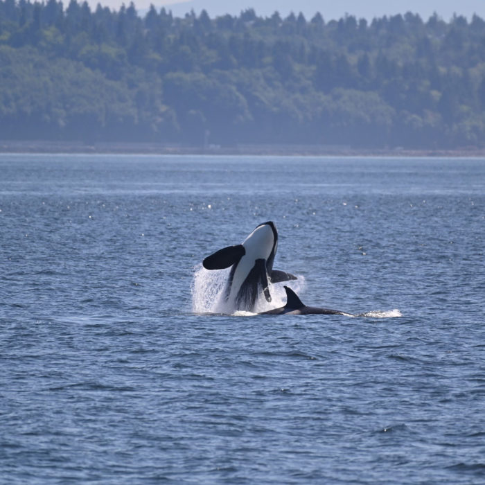 Transient Orca Whale Breaching