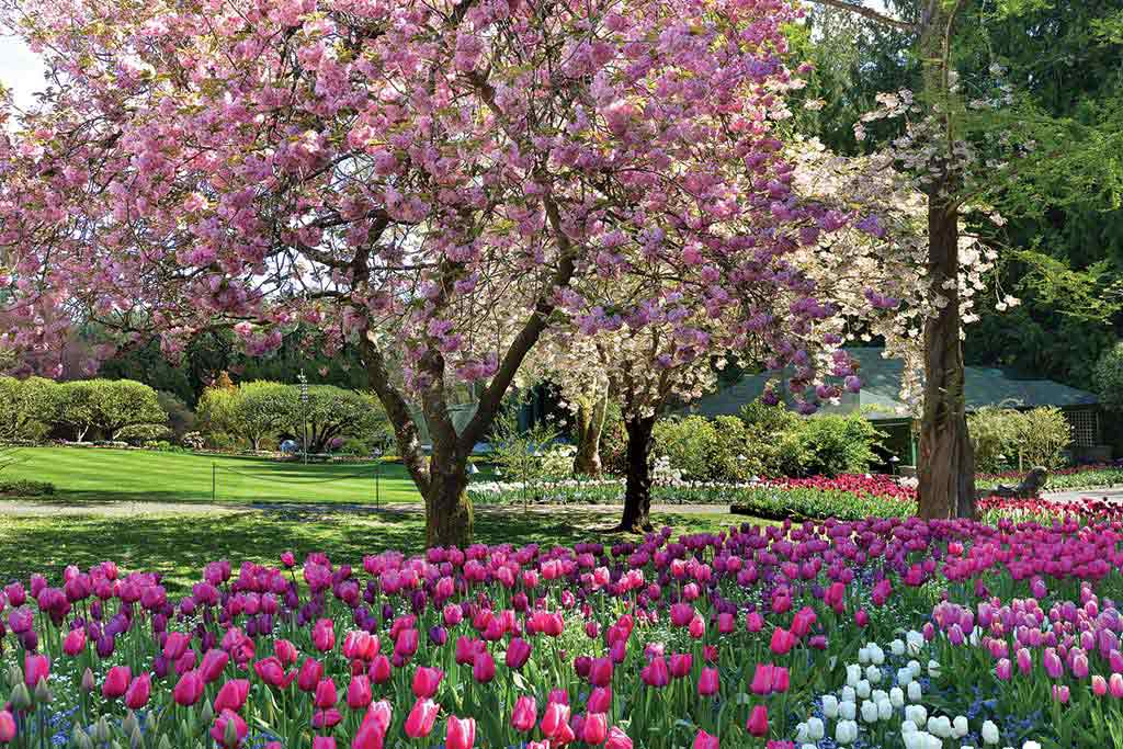 Tranquil and peaceful, the shade of a crabapple tree provides the perfect place to unwind on a warm spring day. Photo: The Butchart Gardens
