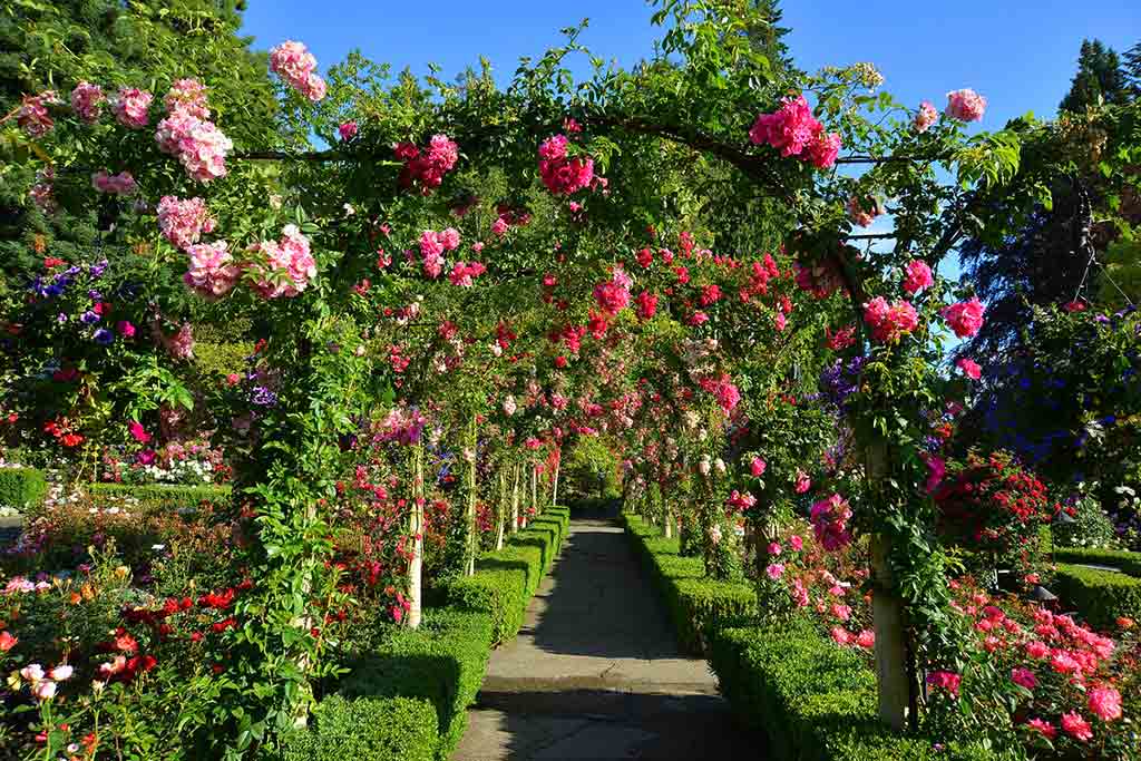 This tunnel of roses is a must-visit spot in the summer. The Butchart Gardens