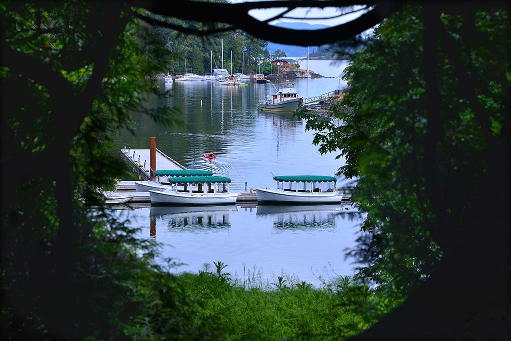 Don’t miss the chance to grab a peek-a-boo photo of Butchart Cove from between the trees along the way. Credit: The Butchart Gardens