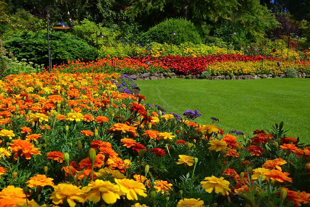 Wander past borders packed with marigolds in the Sunken Gardens. Credit: The Butchart Gardens
