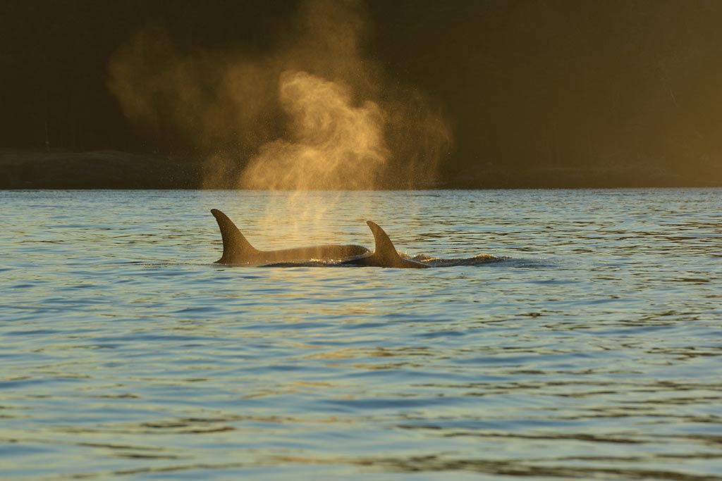 Transient orcas swim in unison through the waters. Credit: Gary Sutton