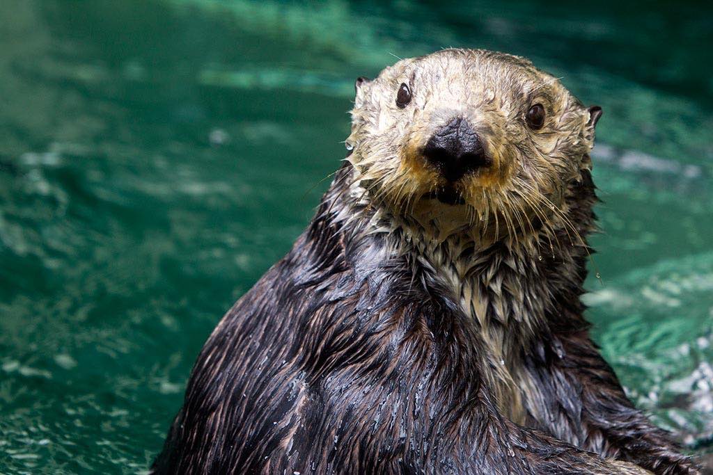 Make some new furry friends with an afternoon at the Seattle Aquarium. Credit: Flickr user Our Lady of the Emerald Waters