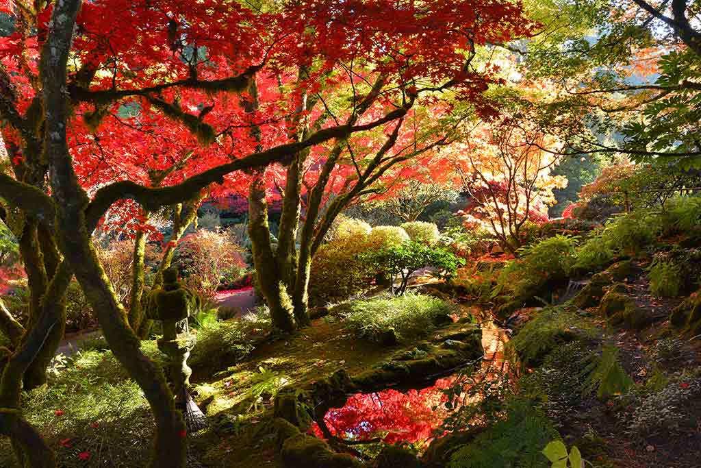 Chock-full of trickling streams, nothing is more peaceful than the Japanese Gardens. Credit: The Butchart Gardens