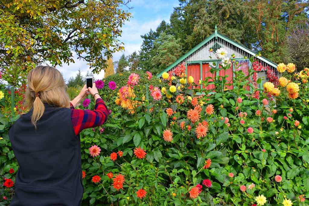 A rainbow of dahlias makes for the perfect Instagram shot. Credit: The Butchart Gardens