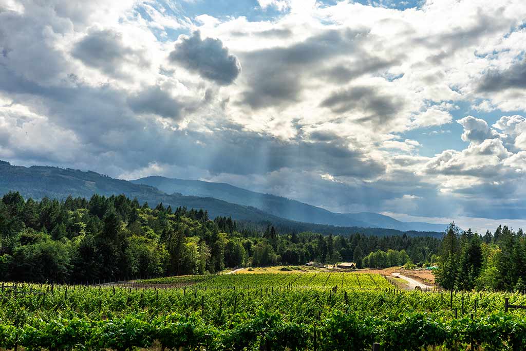 Taste some of Vancouver Island’s finest wines at Blue Grouse's sprawling vineyards. Credit: Destination Greater Victoria