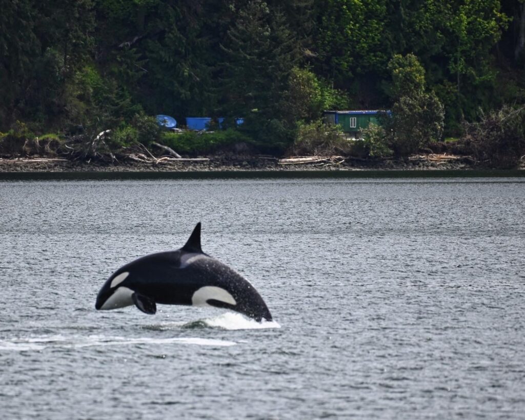 A transient orca breaches.