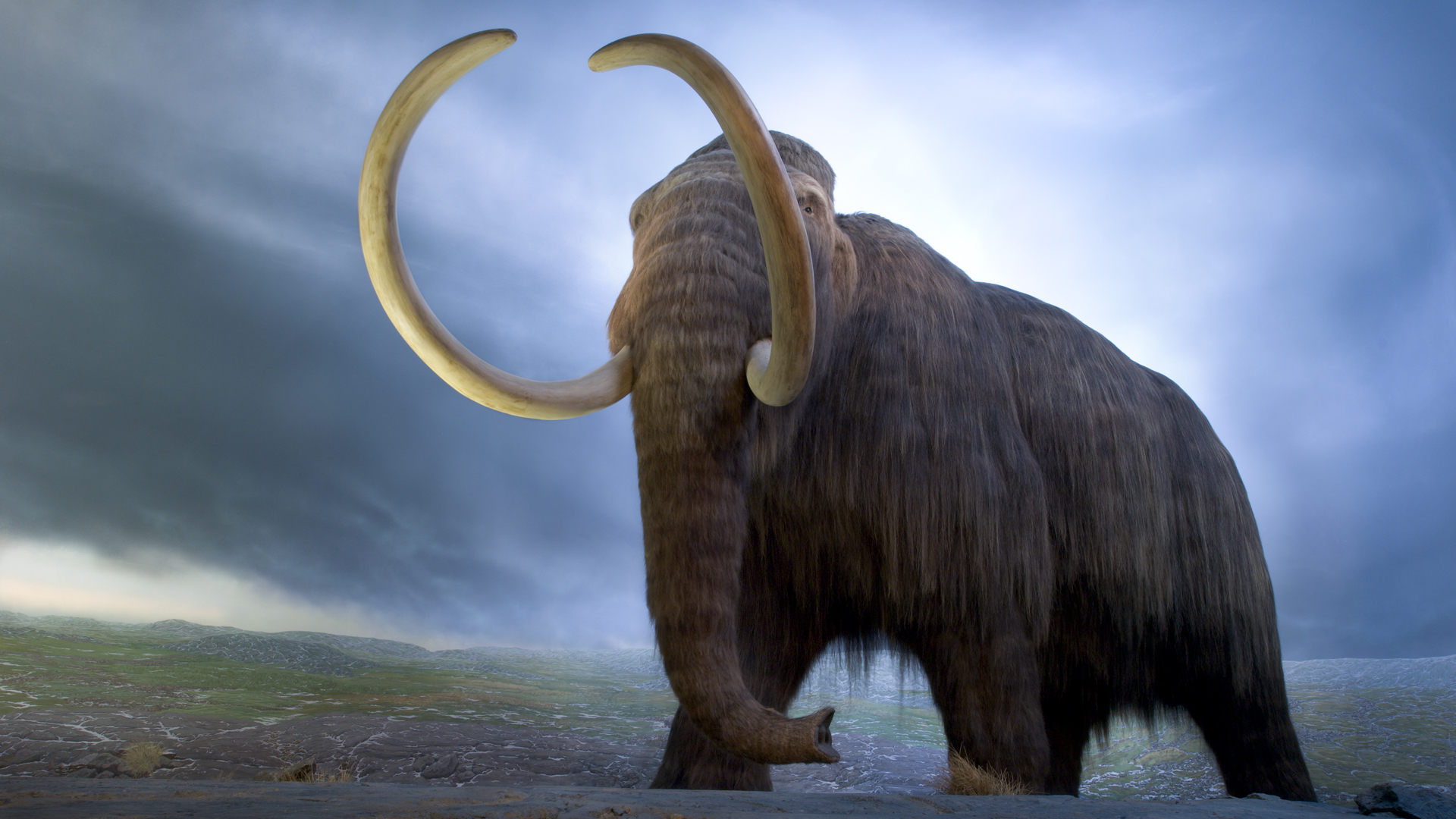 Immerse yourself in the chill of the Ice Age as you gaze upon a full-size mammoth: Credit: Royal BC Museum