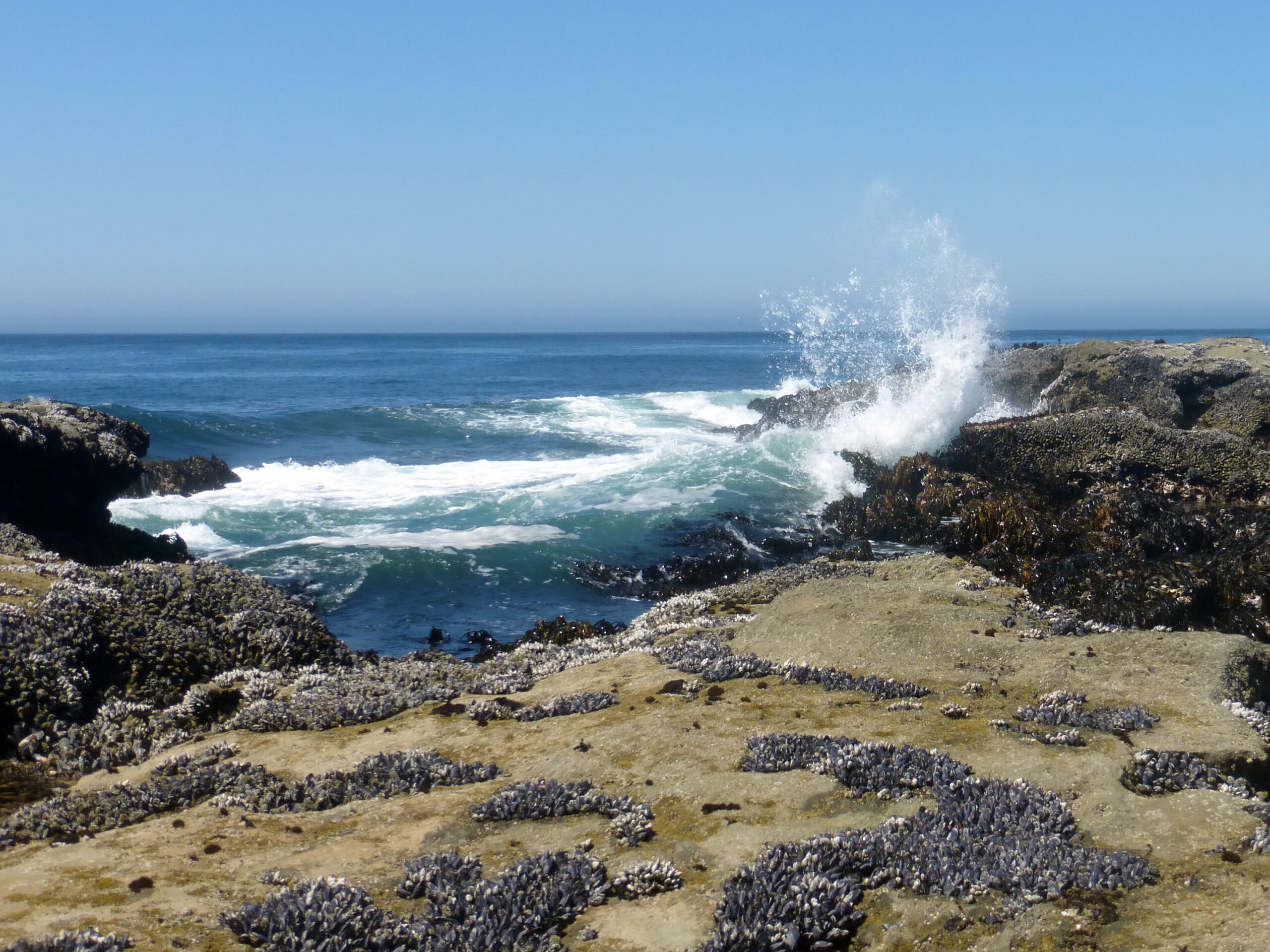 Botanical Beach BC How to get there and more photo credit: sharigreen, Creative Commons license