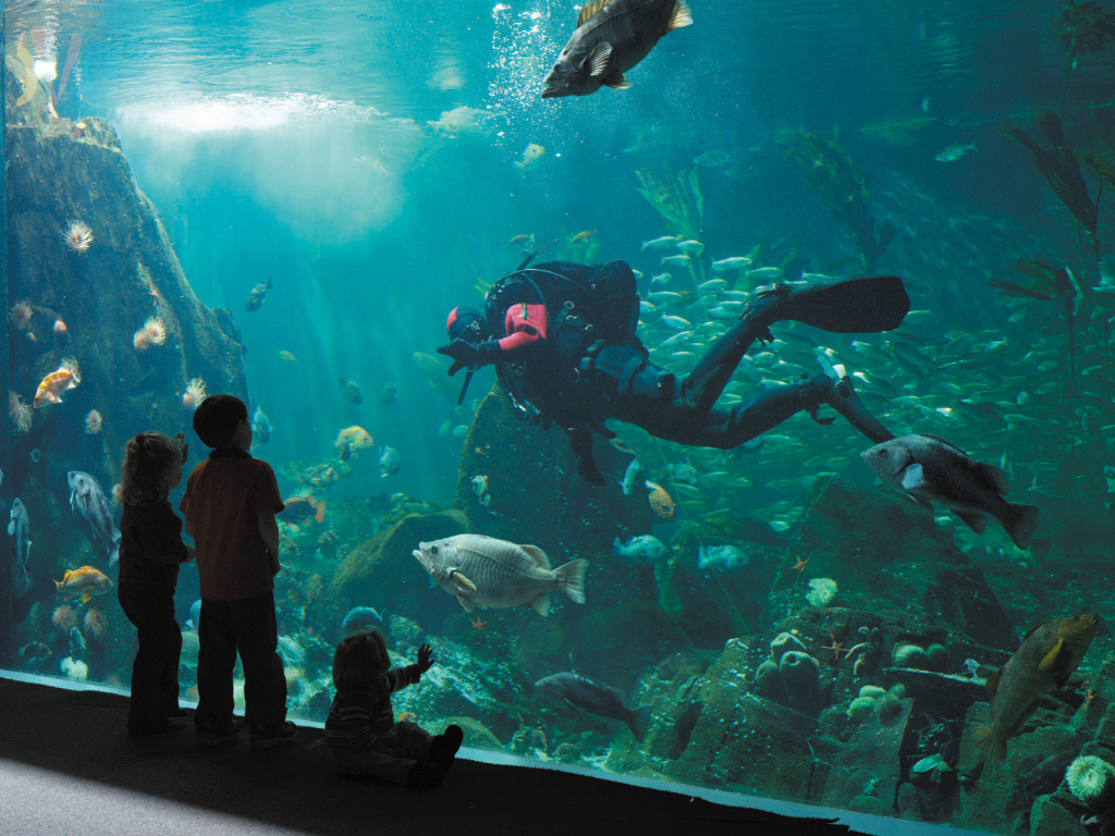Vancouver Aquarium-Dive Show. Photo Courtesy of Tourism Vancouver