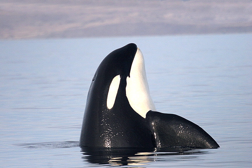 An orca spyhopping to get a good look at what is going on out of the water. Photo Courtesy of Five Star Whale Watching