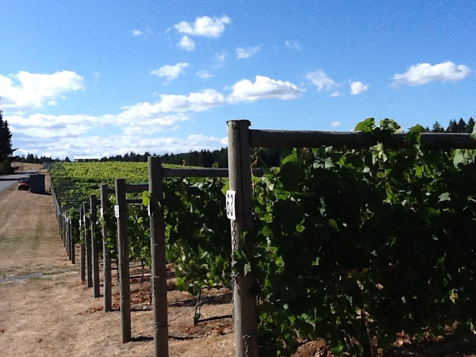Rows upon rows of grapes fill the vineyards of Cowichan Valley. Photo Courtesy of Island Time Tours