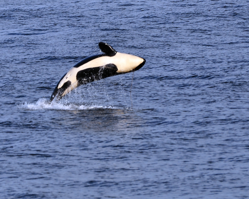 An orca jumps clear of the water, crashing back down on its side. Photo: Tony Cyphert