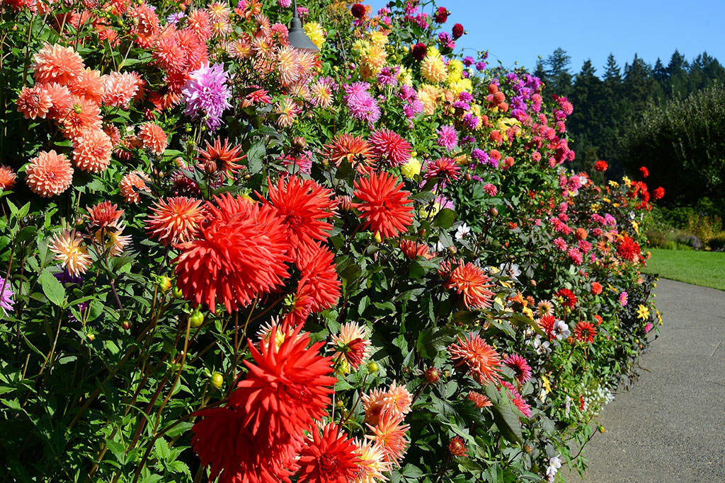 The Butchart Gardens Insider’s Guide Clipper Magazine