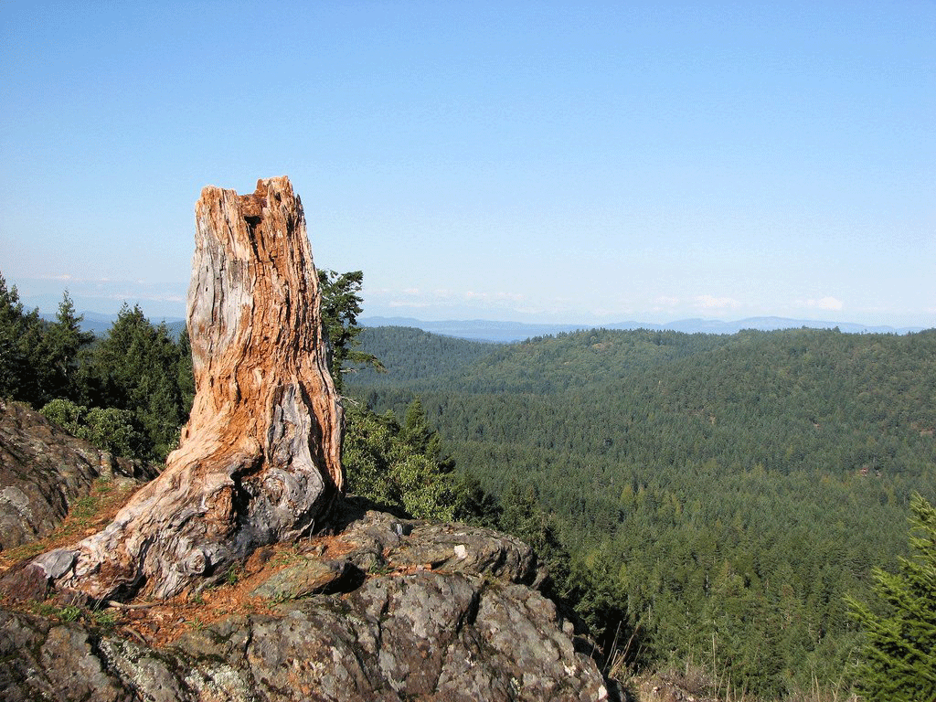 If you look closely, you'll be able to see the distant Olympic Mountains from the summit. Photo: Harold
