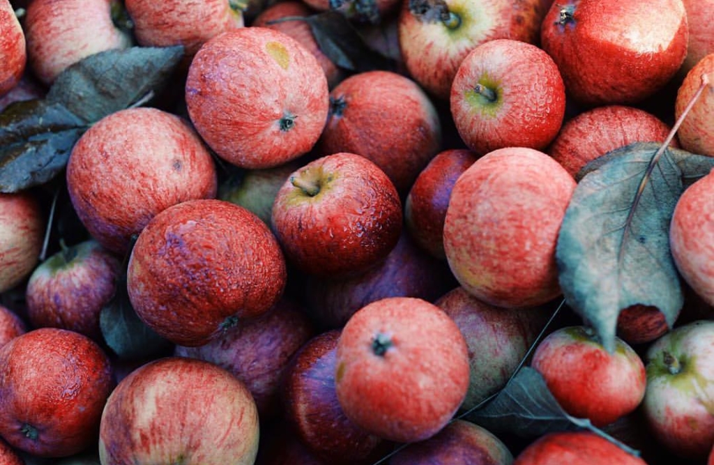 A basket of fresh, just-picked apples wait to be pressed. Photo: Sea Cider