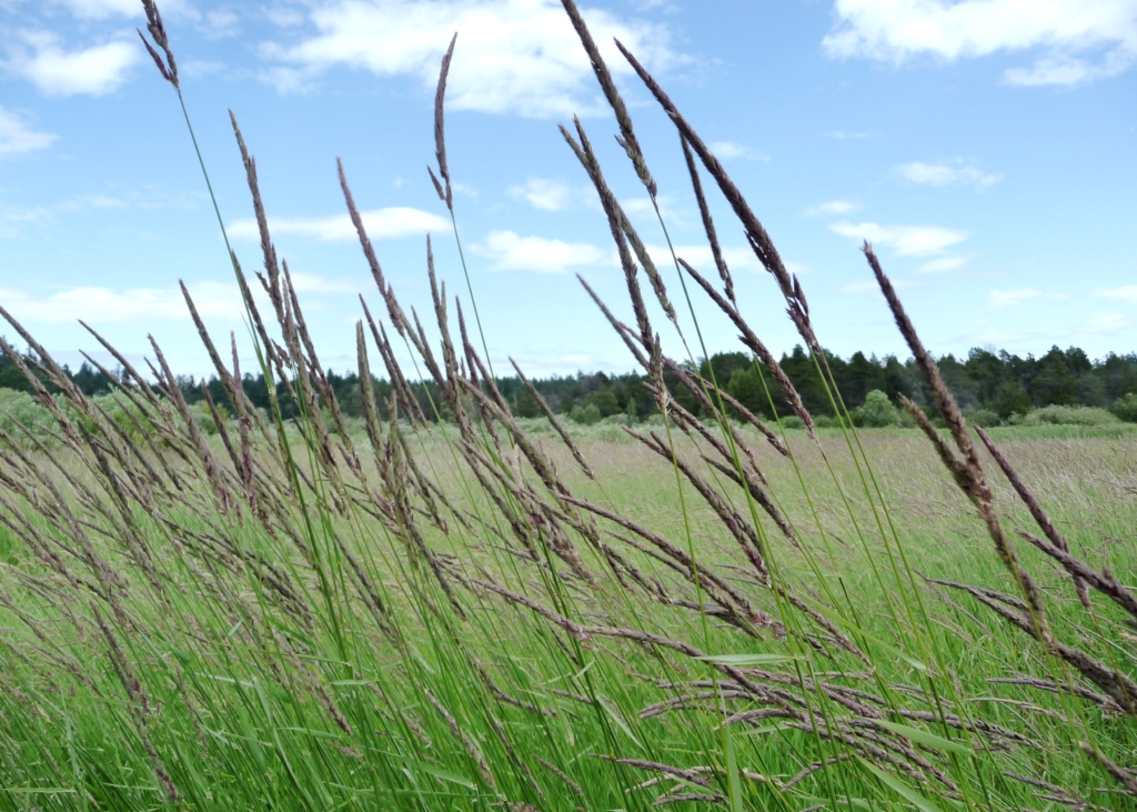 With wide, wind-swept fields, North Saanich offers some of the most beautiful views around. Photo: Herb Neufeld