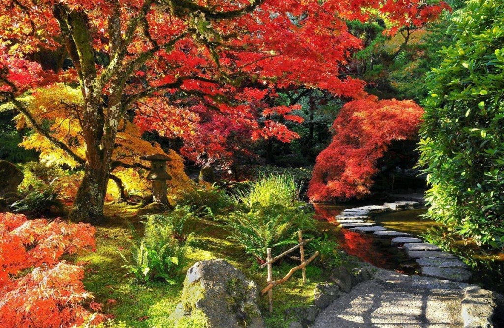 Wander through the Japanese Garden to experience a riot of red. Photo: The Butchart Gardens