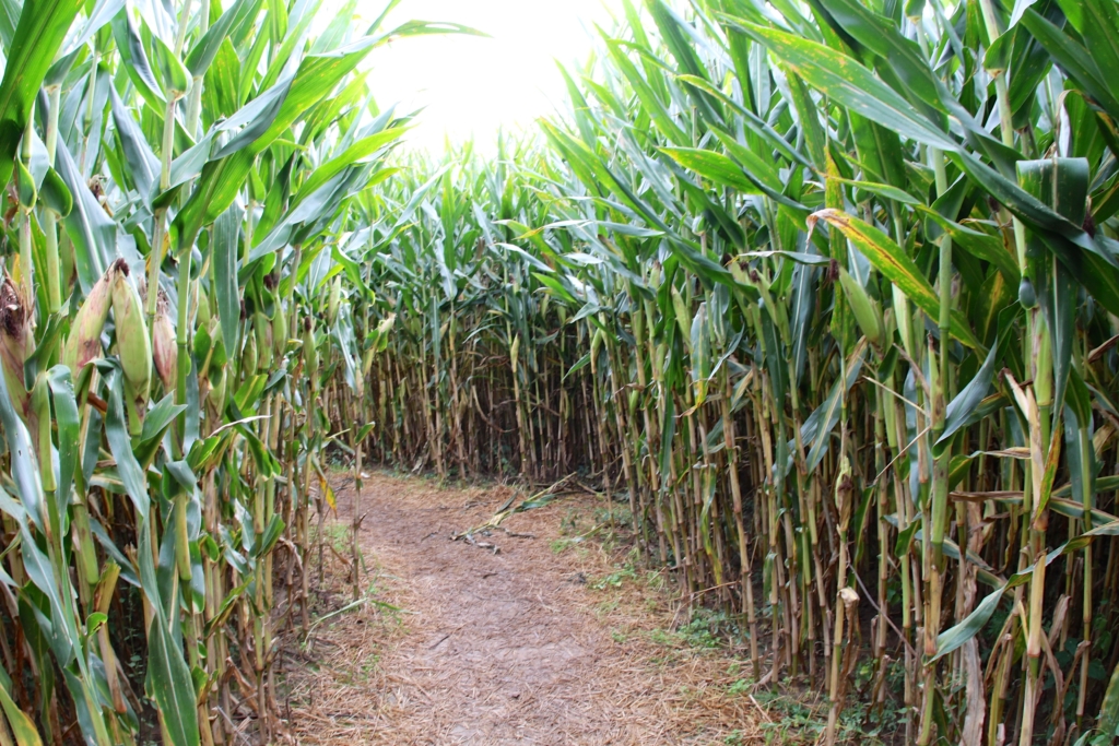 Hundreds of rows of corn create a lush, but challenging course. Photo: DaveyIn