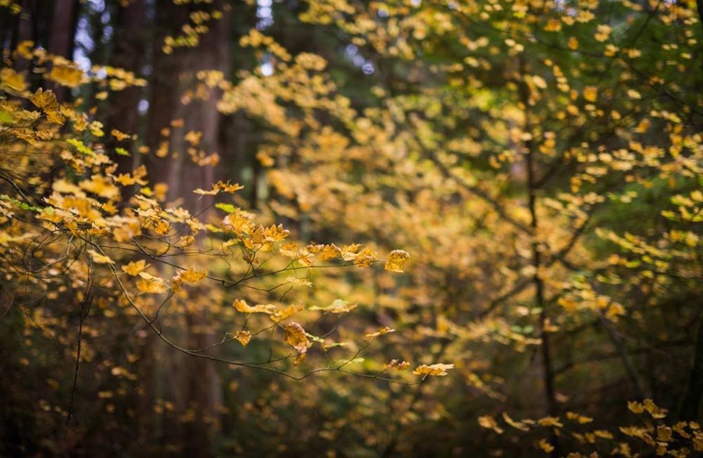 Yellowing leaves lend the quiet canyon an otherworldly glow. Photo: Lynn Canyon Park