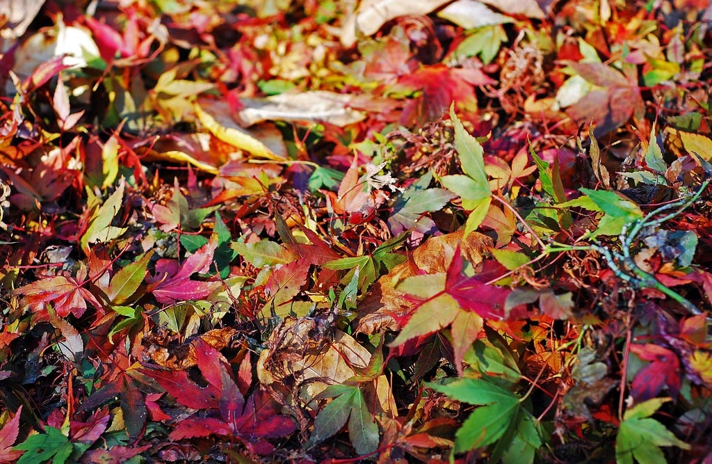 For a few weeks, the fallen leaves of Queen Elizabeth Park put on a dazzling display. Photo: WriterGal39