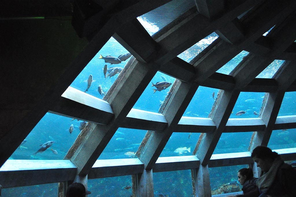 The 360-degree underwater dome at the Seattle Aquarium puts viewers inside a 400,000-gallon tank filled with hundreds of fish! Photo: Joe Mabel