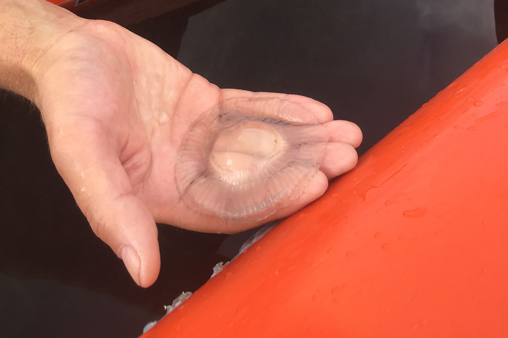 Take advantage of the rare opportunity to get up close and personal with a crystal jellyfish. Credit: Haley Penor