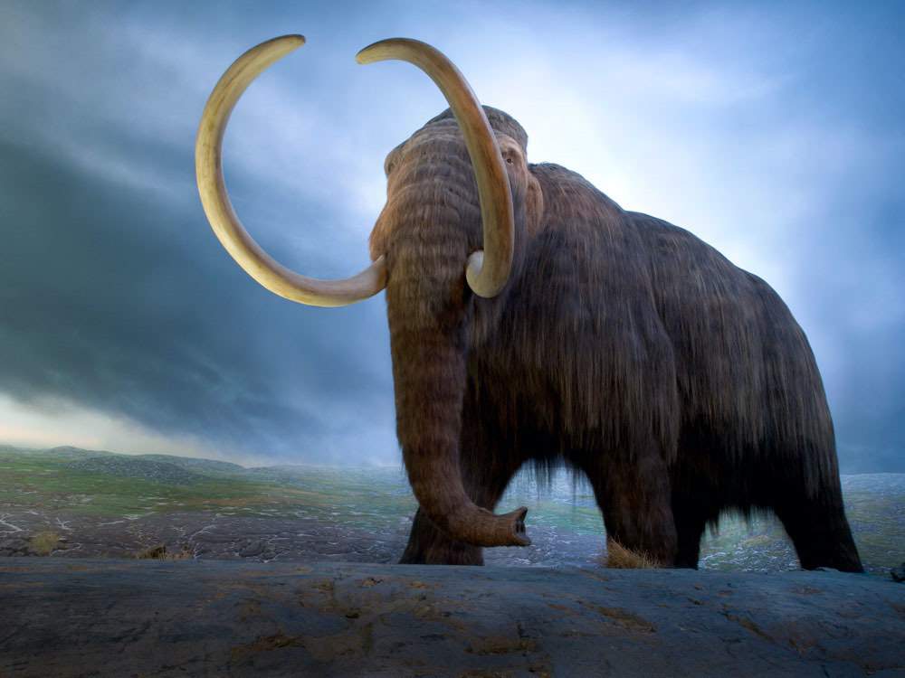 See giant mammoths at the Royal BC Museum. 