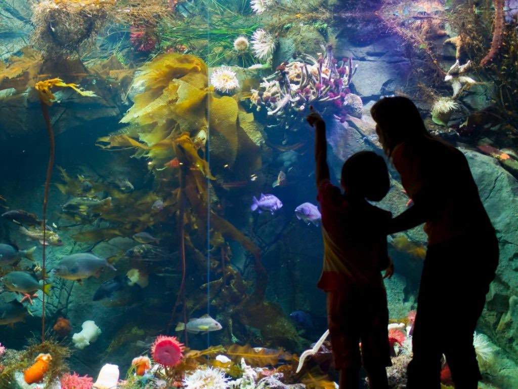 See a vibrant array of fish at the Shaw Center for the Salish Sea.