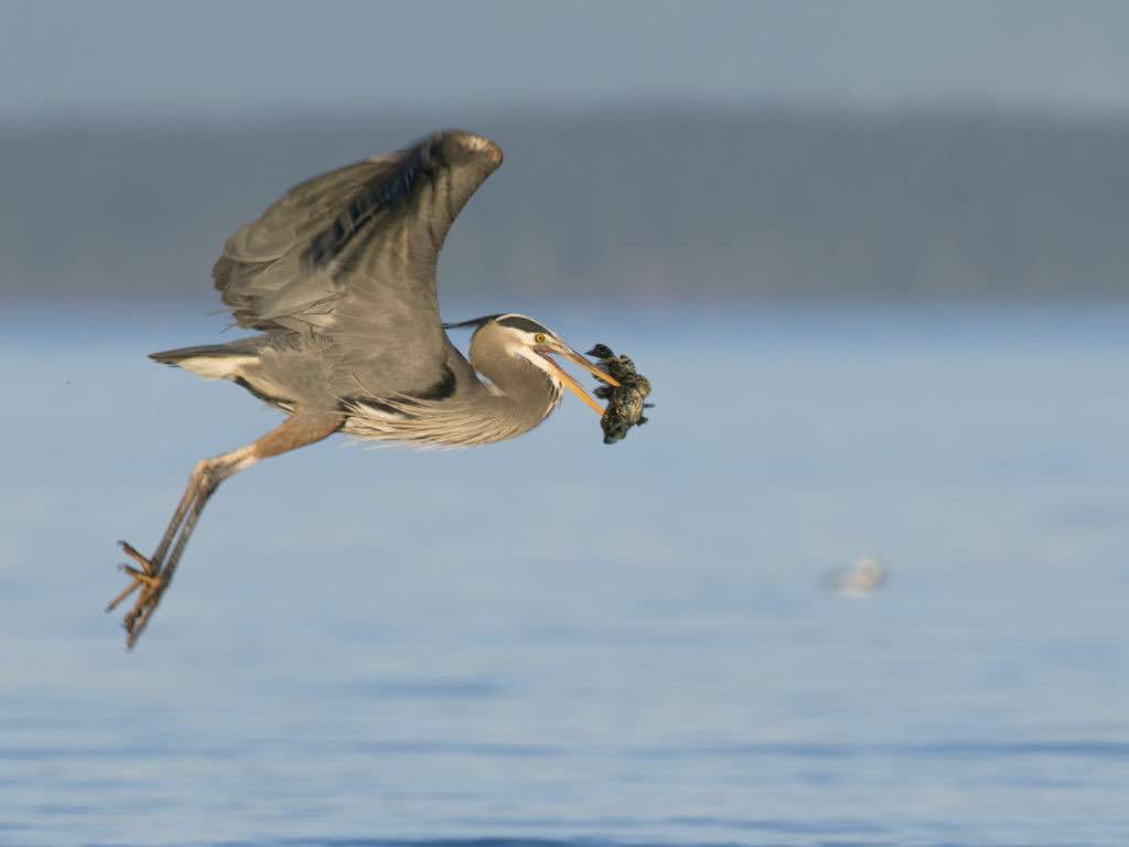Great Blue Heron takes off with a large fish by Mystic Beach.