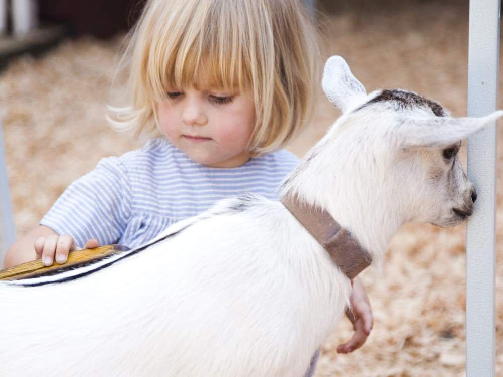 Beacon Hill park petting zoo.