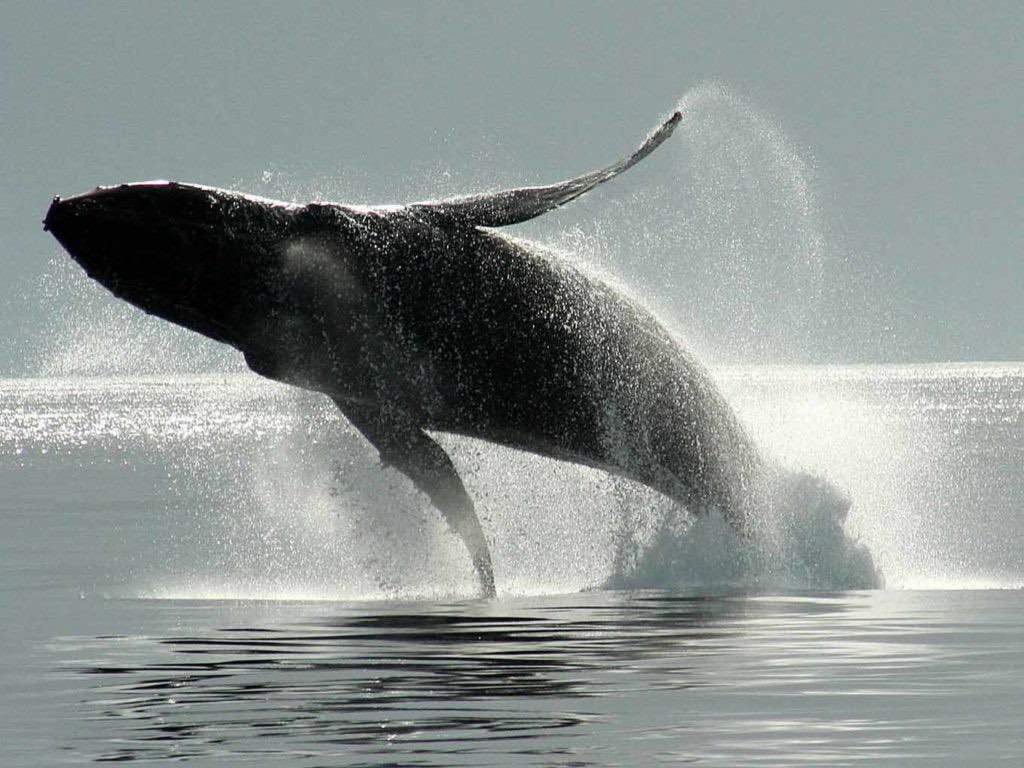 A humpback flies out of the water with a mighty breach.