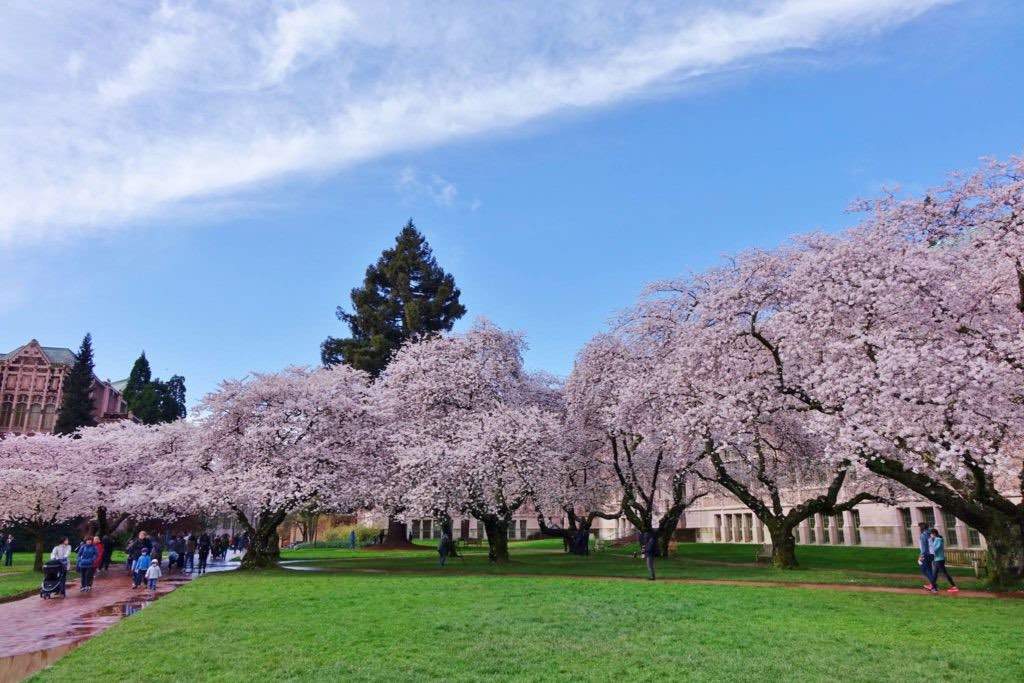 Cherry blossoms fill the University of Washington Quad each spring.