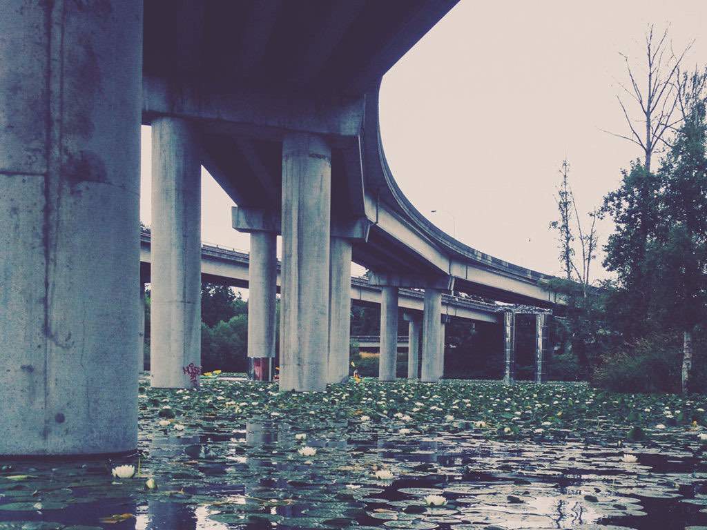 Paddle through the Washington Park Arboretum.