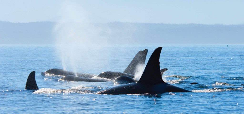 Seattle to Victoria Overnight With Whale Watching Tour