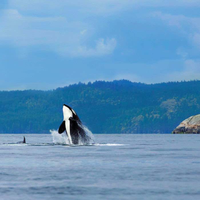 day cruise victoria bc