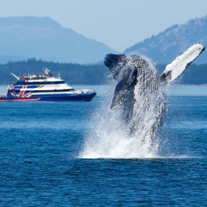 whale watching tour in seattle