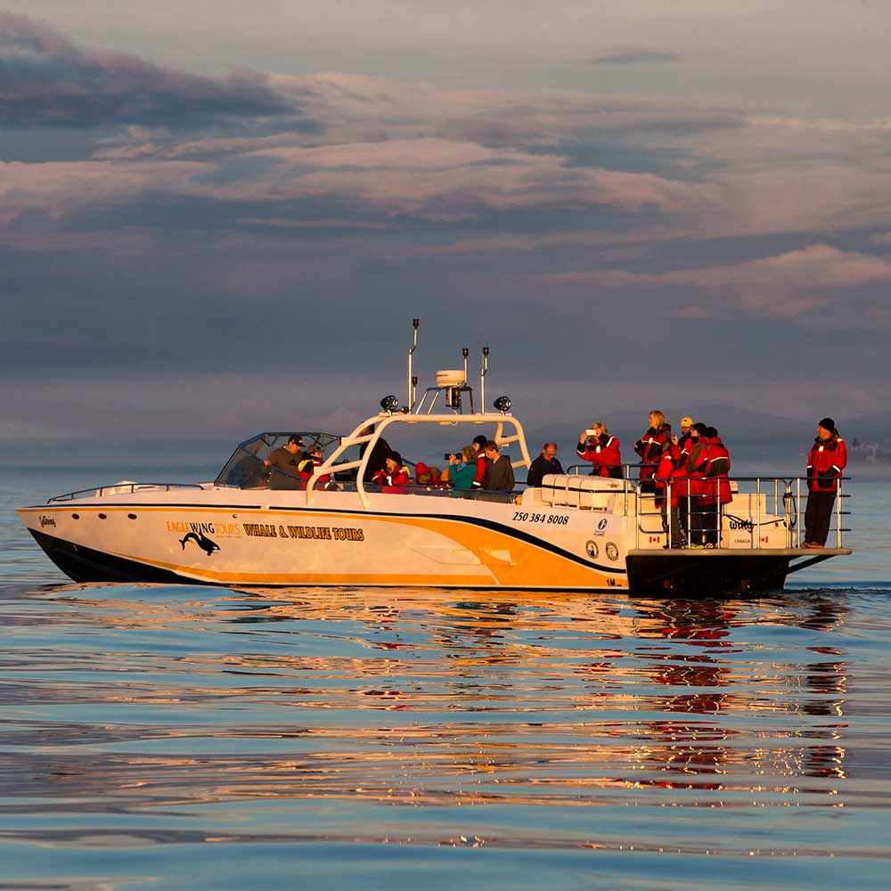 Eagle Wing Sunset Whale Watching Tour