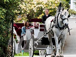 Ride through Victoria on a Tally Ho Carriage tour.