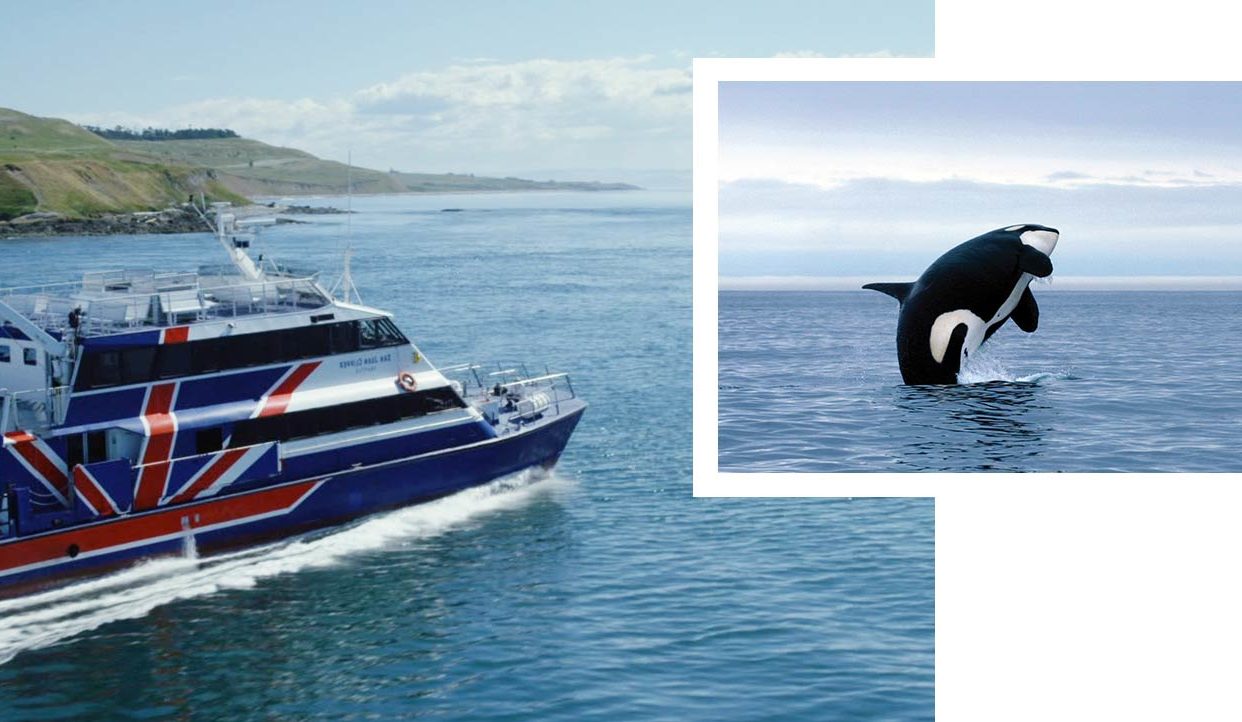 Seattle Whale Watching Tours | Clipper Vacations